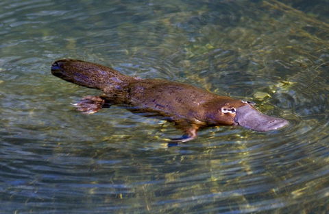 David Fleay Wildlife Park - Brisbane Tourism 4