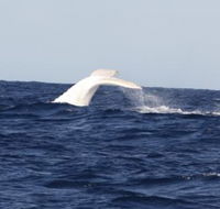 Australian Whale Watching - Brisbane 4u