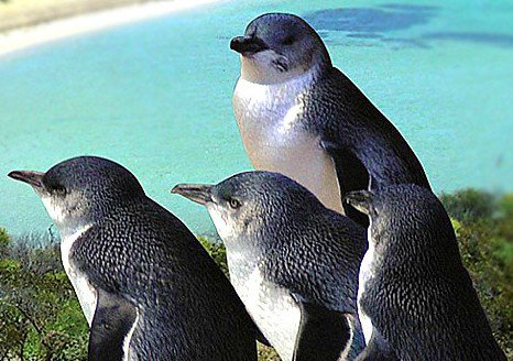 Rockingham Wild Encounters - Brisbane Tourism 0