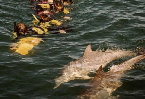 Rockingham Wild Encounters - Brisbane Tourism 2