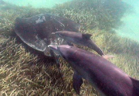 Rockingham Wild Encounters - Brisbane Tourism 3