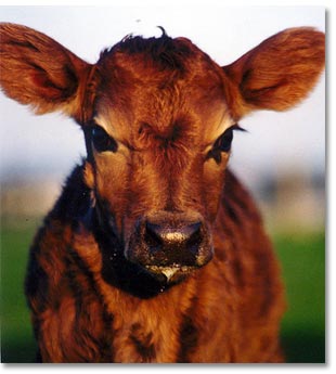 Chesterfield Farm - Tourism Brisbane 1