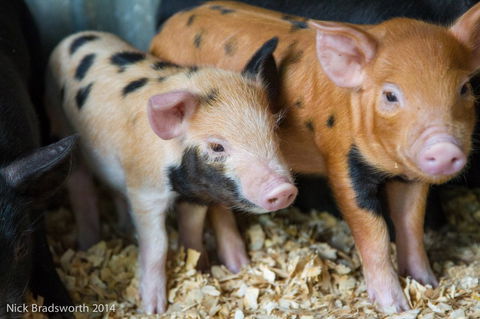 Chesterfield Farm - Tourism Brisbane 4