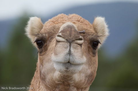 Chesterfield Farm - Tourism Brisbane 5