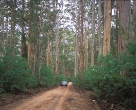 Boranup Drive - Tourism Brisbane 0