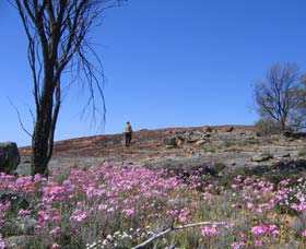Talgomine Reserve - Tourism Brisbane 0