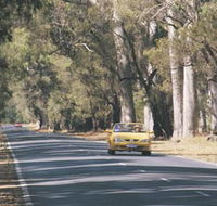 Ludlow Tuart Forest - Brisbane Tourism
