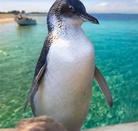 Penguin Island - Tourism Brisbane