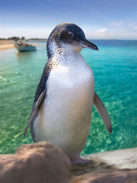 Penguin Island - Brisbane 4u 0