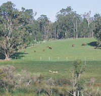Scenic Drives - Bunbury Collie Donnybrook - Tourism Brisbane