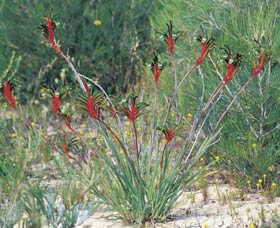 Kalbarri Wildflower Centre - Brisbane 4u 0