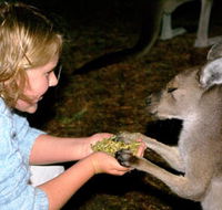 Discovery Bay's Walk on the Wild Side - Brisbane 4u
