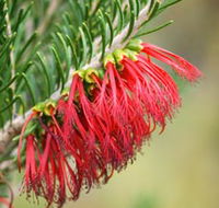 Ethel Daw Scenic Drive - Tourism Brisbane