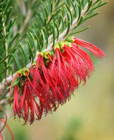 Ethel Daw Scenic Drive - Tourism Brisbane 0