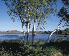 Celebrity Tree Park - Tourism Brisbane 0