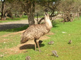 Minlaton SA Brisbane Tourism