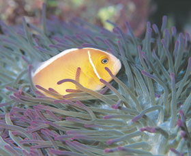 Rowley Shoals - Tourism Brisbane 0