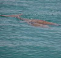 Dugongs - Tourism Brisbane