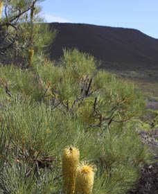 Lesueur Walk Trail, Mount Lesueur - Tourism Brisbane 0