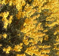 Dalwallinu Remnant Bushland - Brisbane 4u