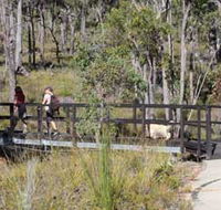 Forest Path Crooked Brook - Brisbane Tourism