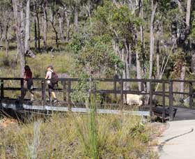 Forest Path, Crooked Brook - Tourism Brisbane 0