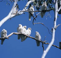 Carawine Gorge - Brisbane 4u