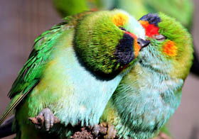 Rainbow Jungle - The Australian Parrot Breeding Centre - Tourism Brisbane 0