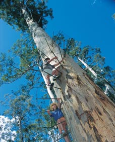 Dave Evans Bicentennial Tree - Tourism Brisbane 0