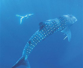 Ningaloo Marine Park - Brisbane Tourism 0