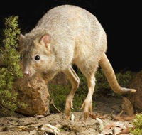 Kanyana Wildlife - Tourism Brisbane
