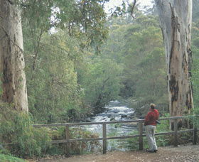 Cascades - Tourism Brisbane 0