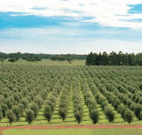 Fini Olives - Tourism Brisbane