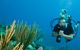 Coastal Water Dive - thumb 0