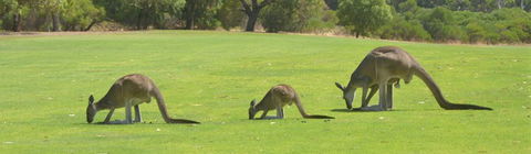 Rockingham Golf Club - Tourism Brisbane 3