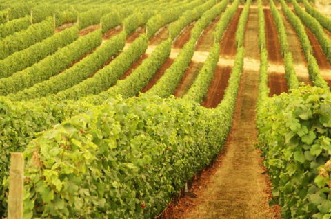 MadFish Wines Denmark - Brisbane 4u 0