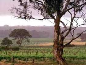 Yangarra Estate Vineyard - Tourism Brisbane 0