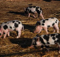 Will's Rare Breeds Farm - Brisbane 4u