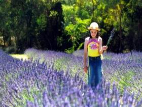 Brayfield Park Lavender Farm - Tourism Brisbane 0