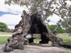 The Herbig Family Tree - Tourism Brisbane 0