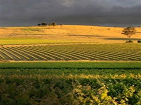 Kellermeister Wines - Brisbane Tourism 0