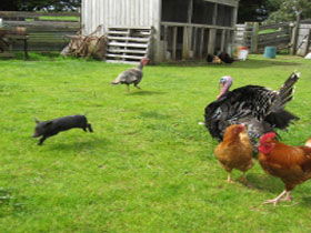 Echo Farm - Brisbane Tourism 0