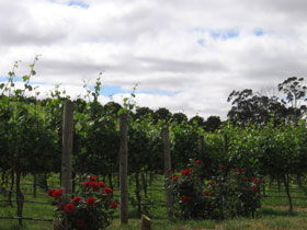  Tourism Brisbane