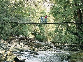 Arve Forest Drive - Tourism Brisbane 0