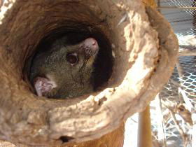 Mulga Sanctuary And Wildlife Park - Tourism Brisbane 0