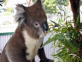 Glen-Forest Tourist Park - Brisbane Tourism 0