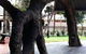Old Gum Tree - thumb 0