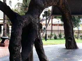 Old Gum Tree - Tourism Brisbane 0