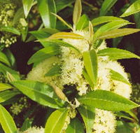 Tumbeela Native Bushfoods - Tourism Brisbane