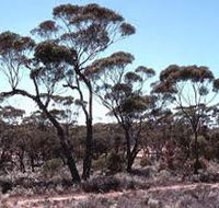 Clements Gap Conservation Park - Brisbane Tourism